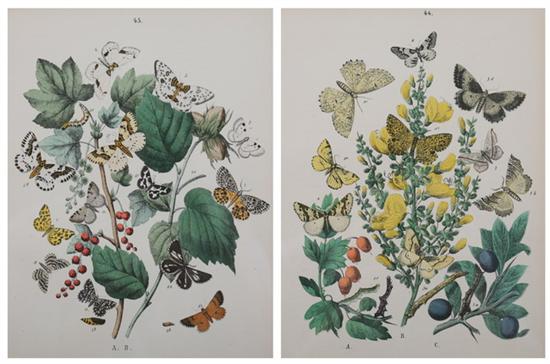 Appraisal: AFTER WILLIAM KIRBY British th century Eight hand-colored lithographs of