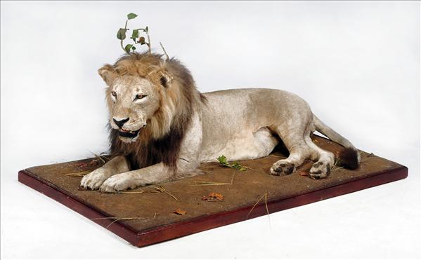 Appraisal: A recumbent lion modelled on a naturalistic base cm long