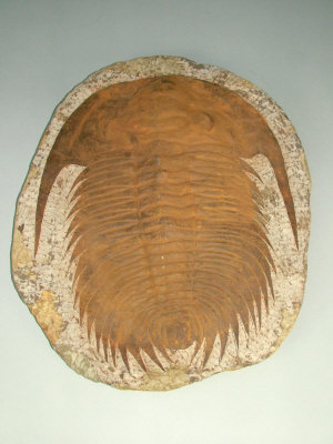 Appraisal: A Cambrian trilobite Acadoparadoxides Morocco cm high