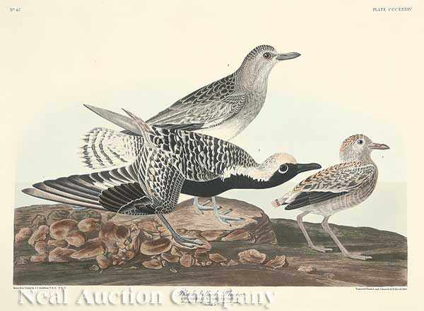 Appraisal: John James Audubon American - Black Bellied Plover Plate hand-colored