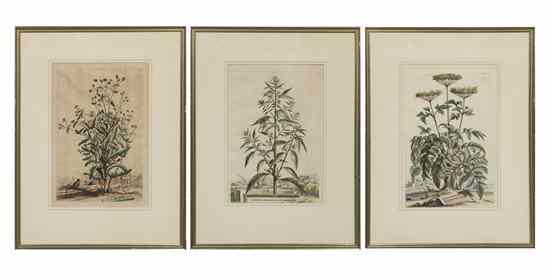 Appraisal: BOTANY DUTCH MUNTING ABRAHAM A group of three hand-colored engravings