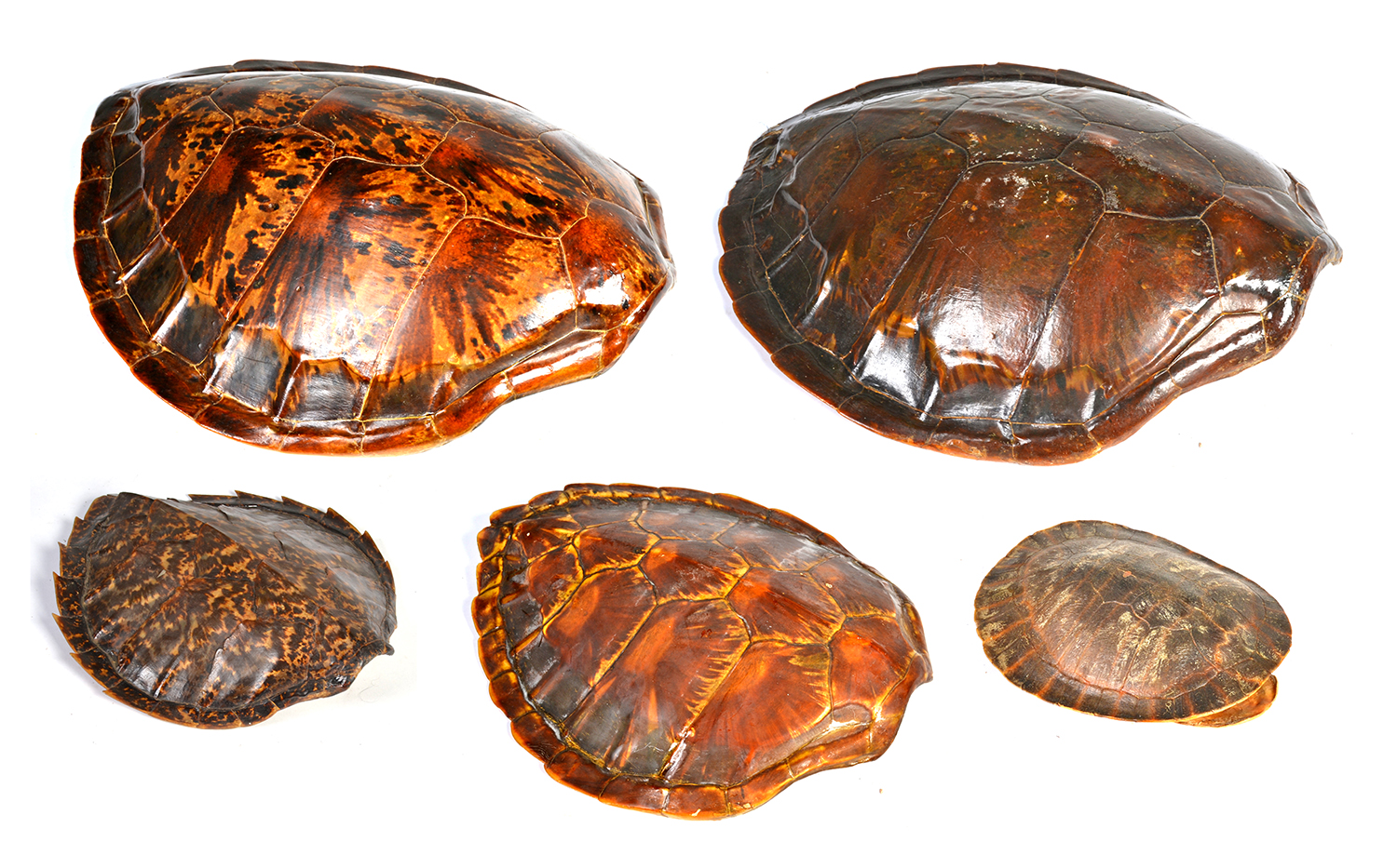 Appraisal: A COLLECTION OF FIVE TURTLE SHELLS OF VARIOUS SIZES THE