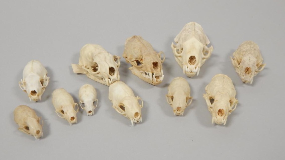 Appraisal: Various skulls to include polecat ferret mink etc