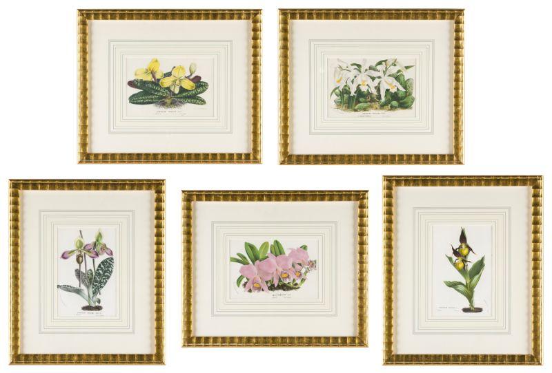 Appraisal: Group of Five Floral Lithographs after Houtteano mid-to late th