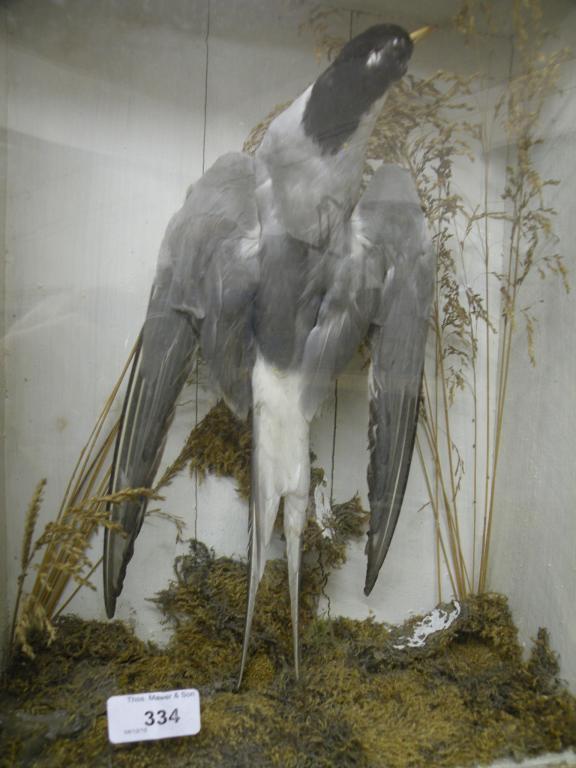 Appraisal: A late thC early thC taxidermy tern