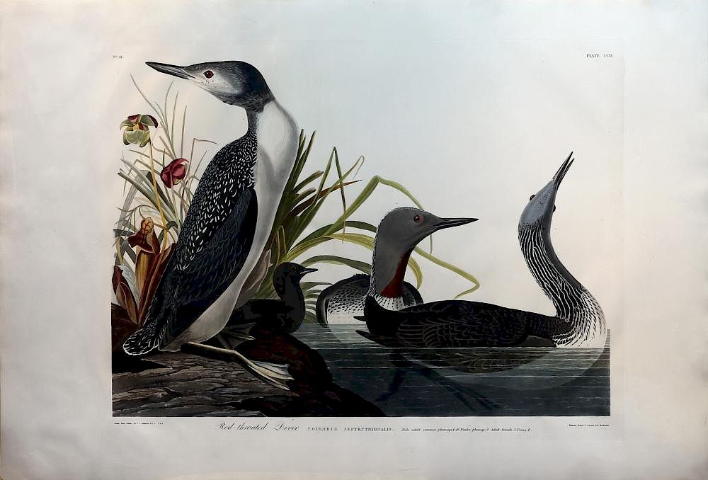 Appraisal: Audubon Aquatint Engraving Red-Throated Diver Red-Throated Diver Plate John James