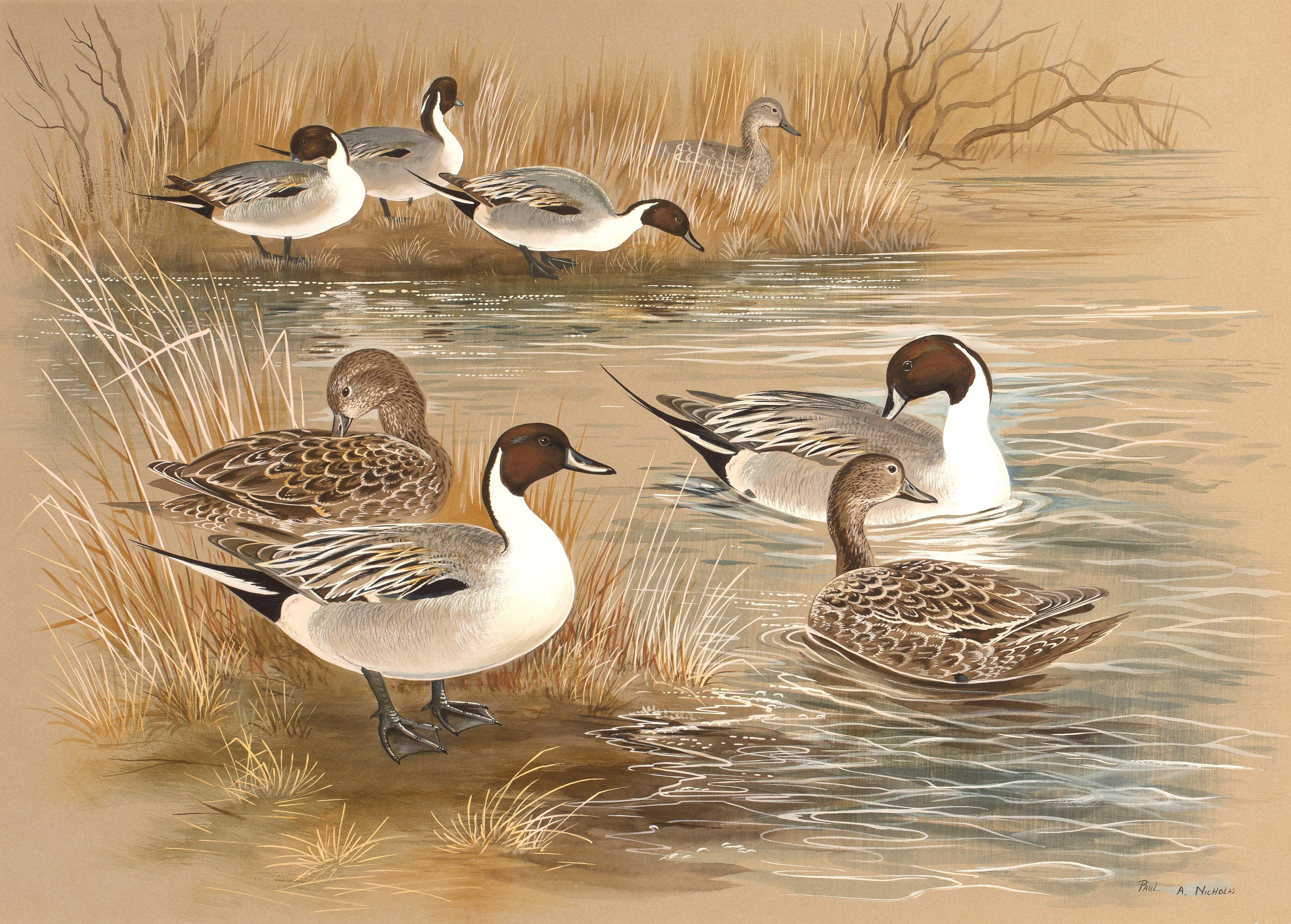 Appraisal: Paul Alexander Nicholas b 'Pintail ducks' watercolour and gouache signed