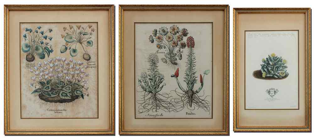 Appraisal: THREE EARLY BOTANICAL PRINTS TWO POSSIBLY BY BESLER Two Colored