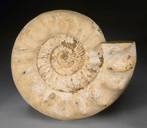 Appraisal: Robust Ammonite Cranosphinctes Jurassic Madagascar An attractively-shaped ammonite from Madagascar