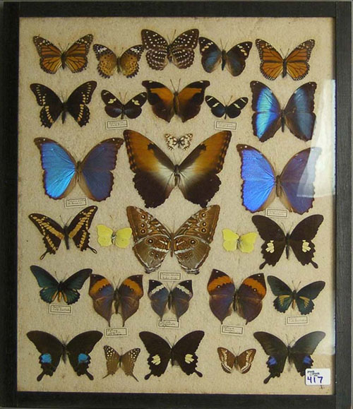 Appraisal: Framed group of butterflies