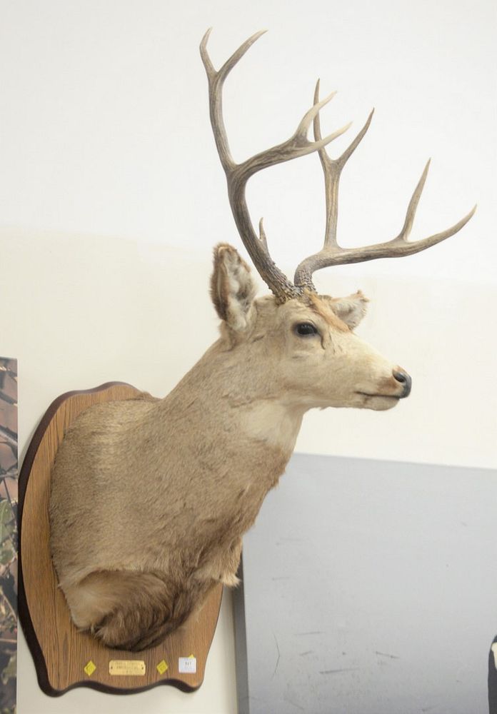 Appraisal: Taxidermy Ten Point Buck Mount height inches Taxidermy Ten Point