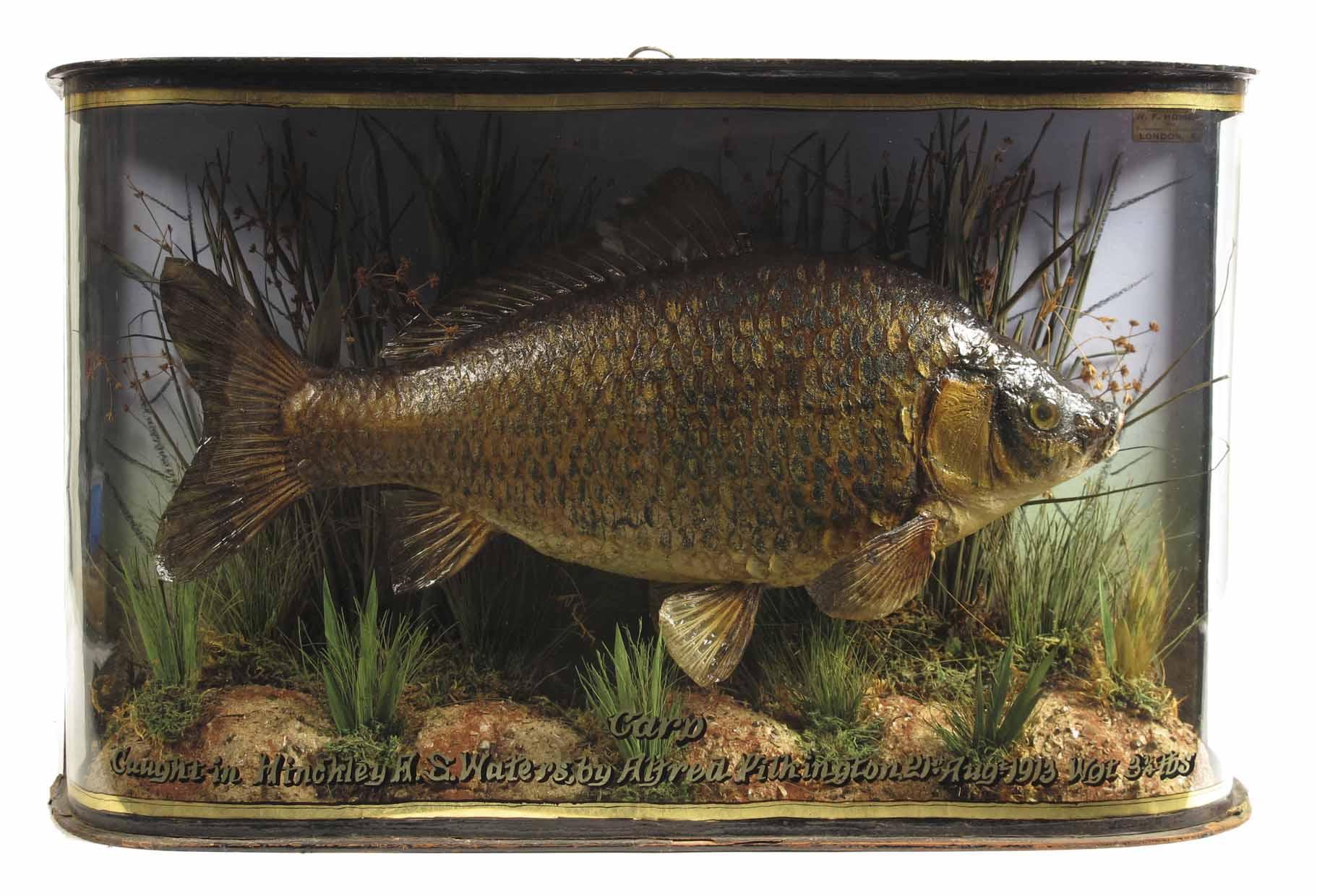 Appraisal: A barrel front cased Carp