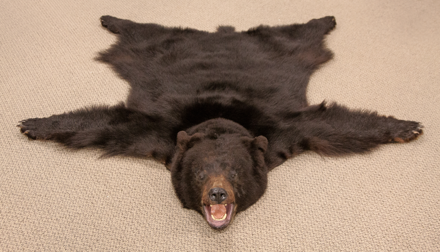 Appraisal: Vintage Black Bear Rug