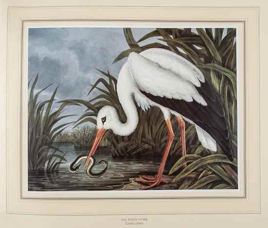 Appraisal: Parker Richard Dunscombe Birds of Ireland Paintings edited by Martyn