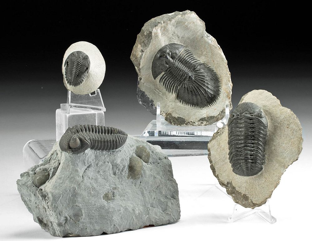 Appraisal: Fossilized Trilobites Brachiopods w Matrices Ancient Seas Morocco Alnif Hamar