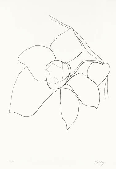 Appraisal: ELLSWORTH KELLY Camellia II Lithograph on Rives BFK paper -