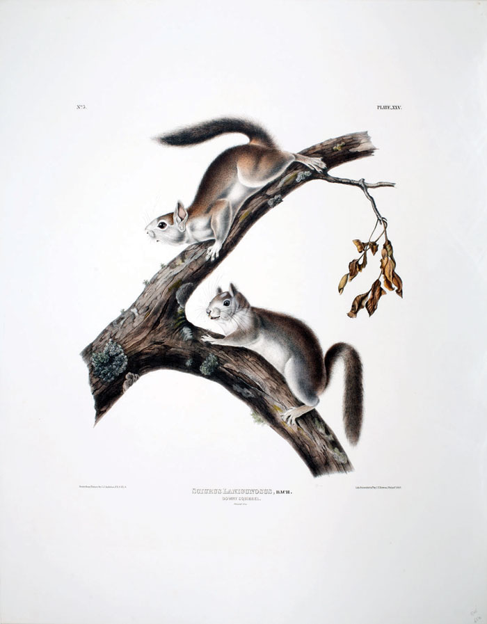 Appraisal: DOWNY SQUIRREL NO PLATE XXV Drawn from nature by J