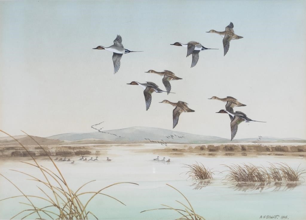 Appraisal: Pintails signed and dated Angus H Shortt lower right watercolor