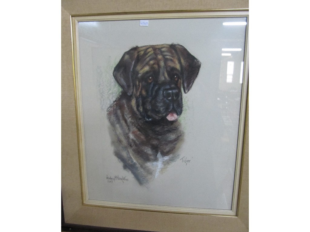 Appraisal: AUDREY McNAUGHTON Pastel dog portrait 'Tiger' signed and entitled and