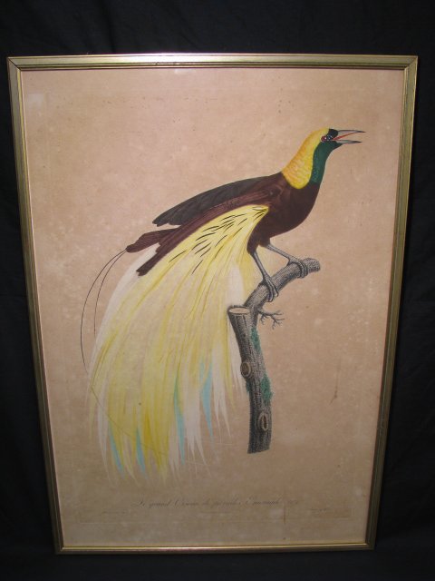 Appraisal: Jacques Barraband - colored lithograph of an exotic bird Along