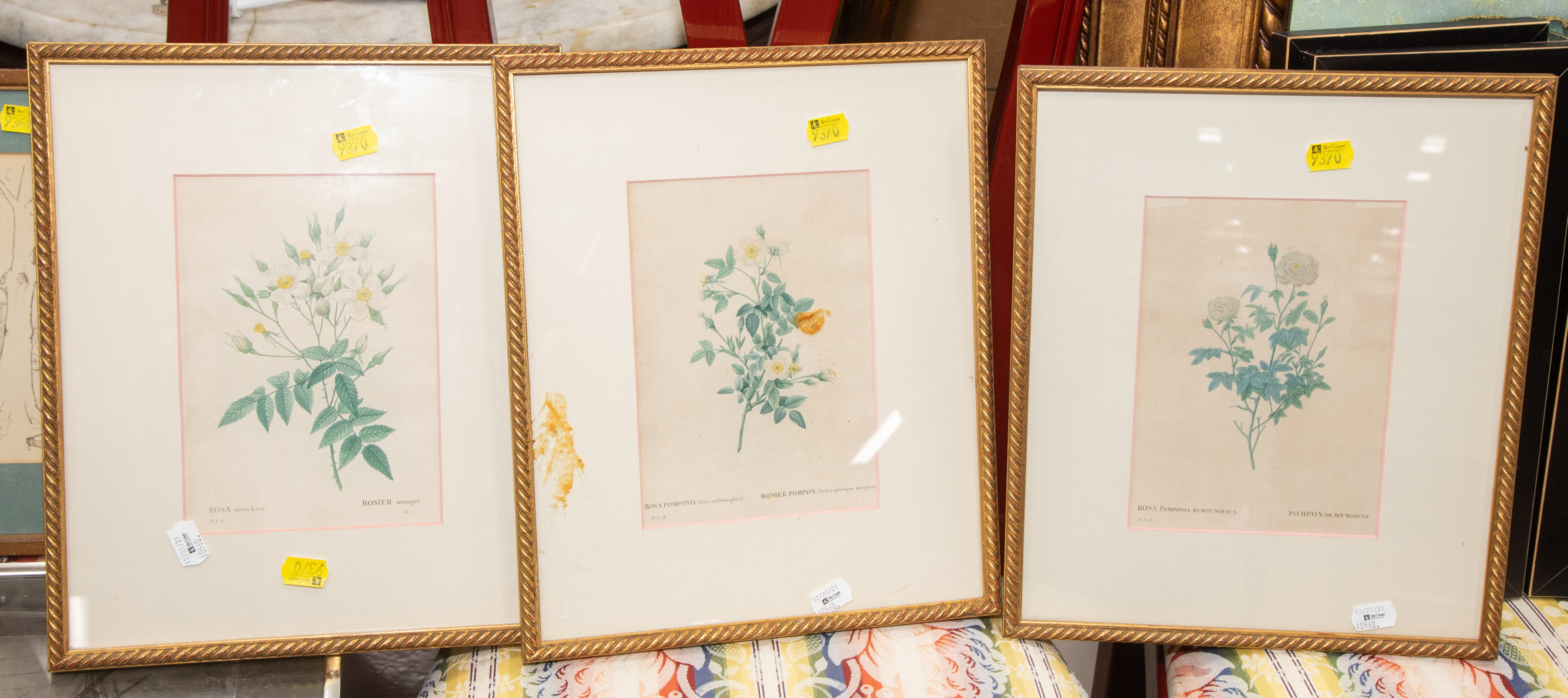 Appraisal: P J REDOUTE THREE ROSE PRINTS ENGRAVINGS Circa hand colored