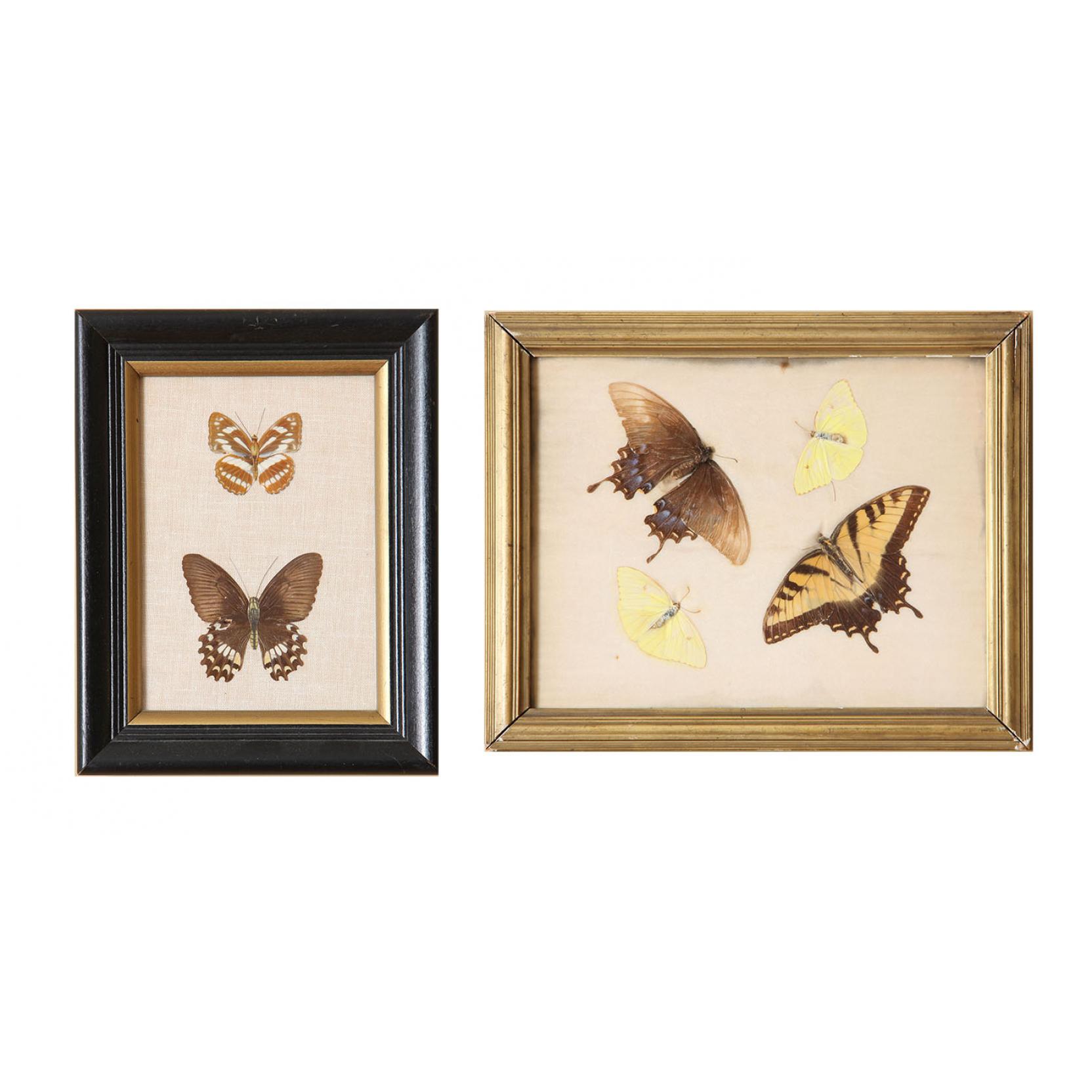 Appraisal: Two Framed Groups of Moths Larger x in Good estate