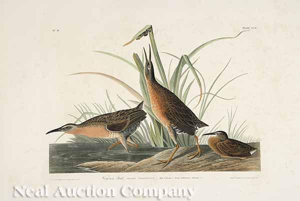 Appraisal: After John James Audubon American - Virginia Rail No plate