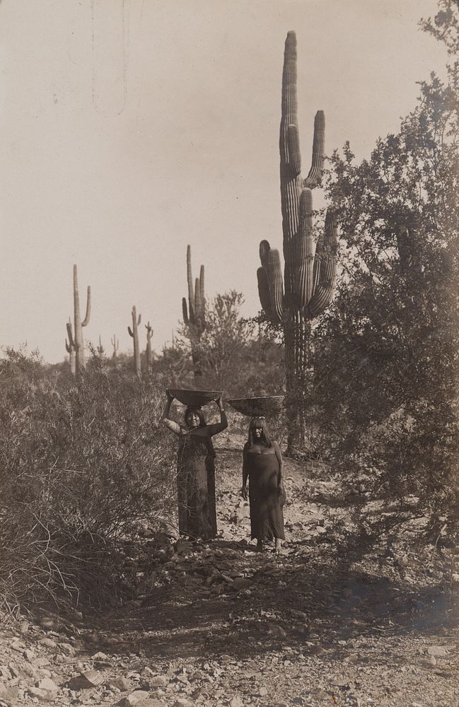 Appraisal: Edward Curtis Untitled Gathering Cactus Fruit Edward S Curtis -