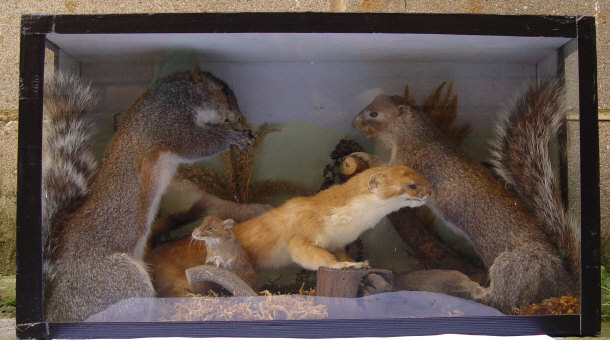 Appraisal: Collection of stuffed taxidermy animals comprised two grey squirrels a