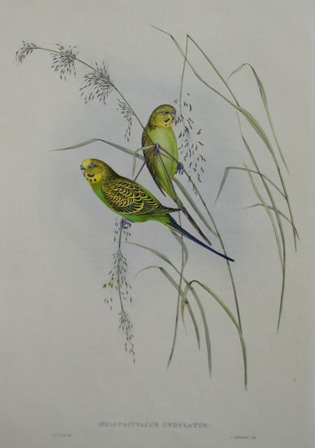 Appraisal: Warbling Grass-Parrakeet Melopsittacus Undulatus Lithograph by Elizabeth Gould