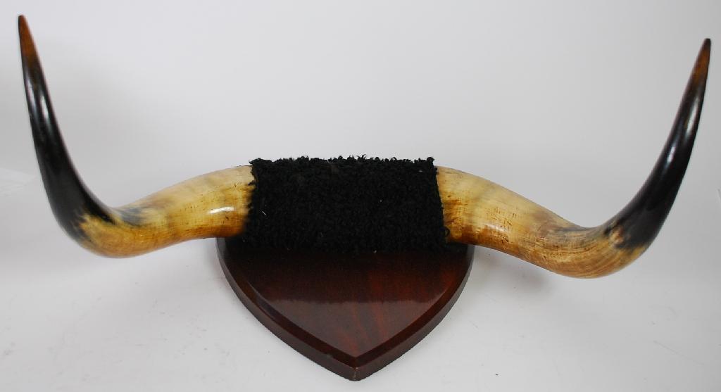 Appraisal: PAIR OF HIGHLAND COW HORNS mounted on a mahogany wall