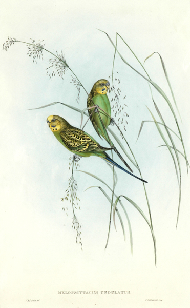 Appraisal: John Gould - and Elizabeth Gould - Warbling Grass Parakeet