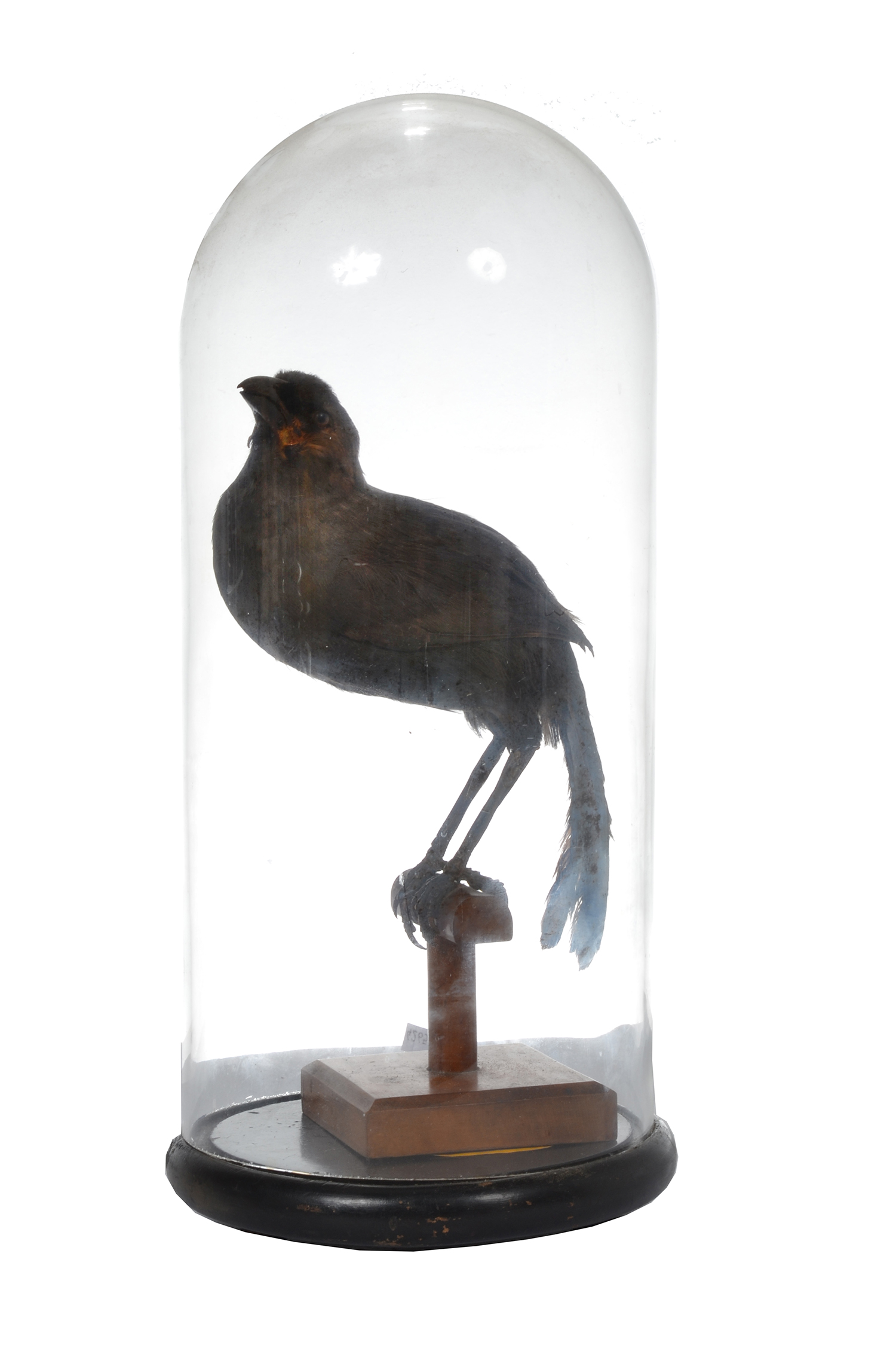 Appraisal: TAXIDERMIED BIRD ON A PERCH WITHIHN A GLASS DOME ON