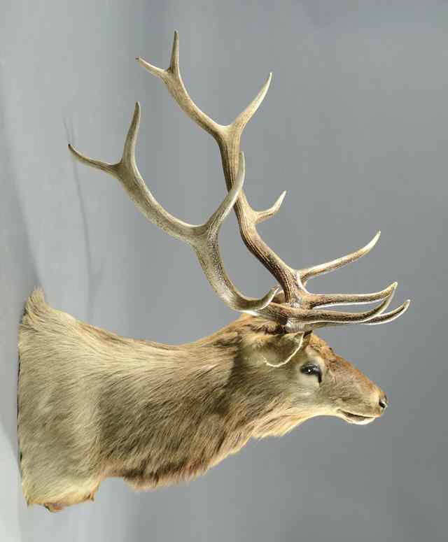 Appraisal: TROPHY BULL ELK OR WAPITI Cervus canadensis a full head