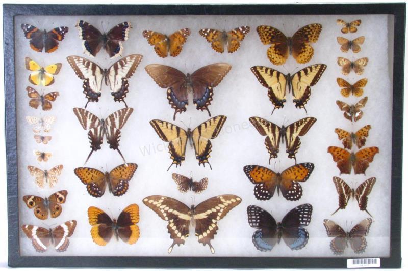 Appraisal: Butterfly Insect Shadowbox nicely displayed butterflies multiple species from around