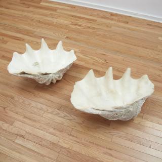 Appraisal: Near pair natural giant clam shells Near pair natural giant