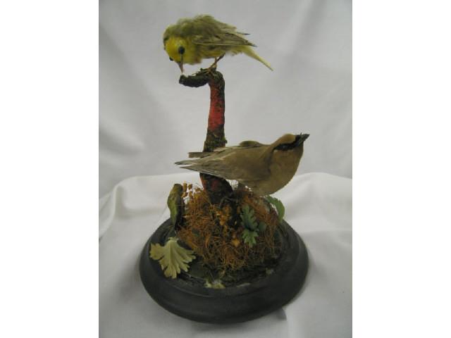 Appraisal: Victorian Taxidermy Bird Group under glass dome tall