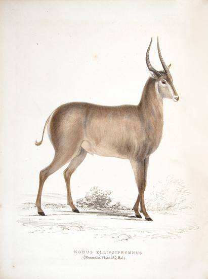 Appraisal: SMITH Dr Sir Andrew KCB - Illustrations of the Zoology