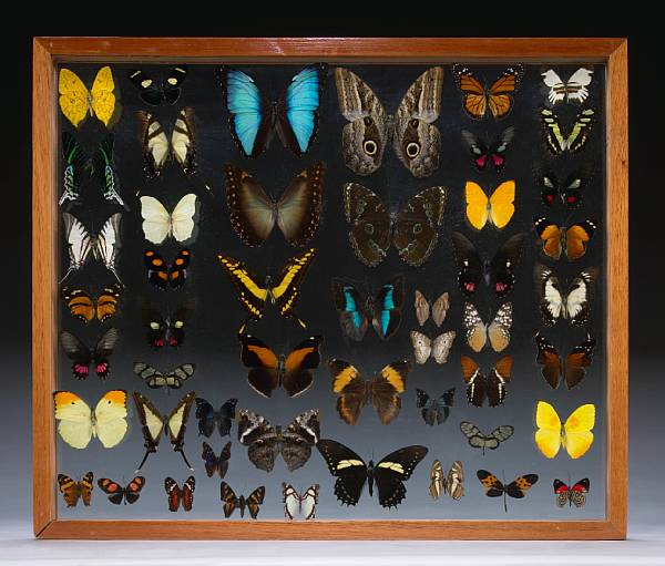 Appraisal: Collection of Fifty-two Butterflies Various Species Peru An attractive collection