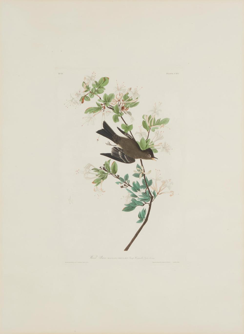 Appraisal: JOHN JAMES AUDUBON - WOOD PEWEE PLATE CXV FROM BIRDS