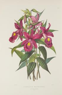 Appraisal: BATEMAN James The Orchidaceae of Mexico and Guatemala New York