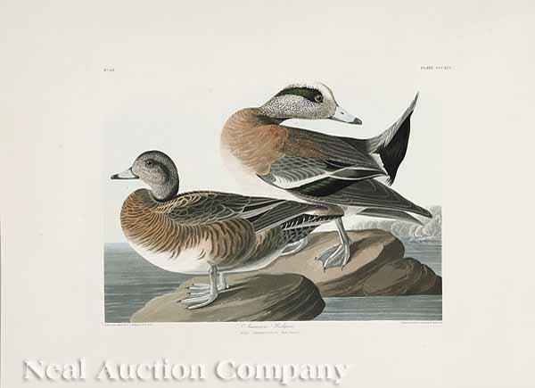 Appraisal: After John James Audubon American - American Widgeon No plate