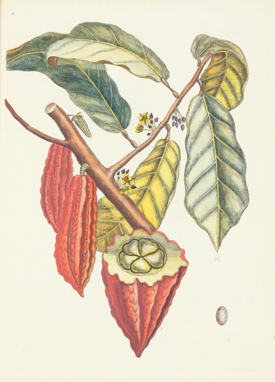 Appraisal: MARK CATESBY PRINT OF THE CACAO TREE England - Hand