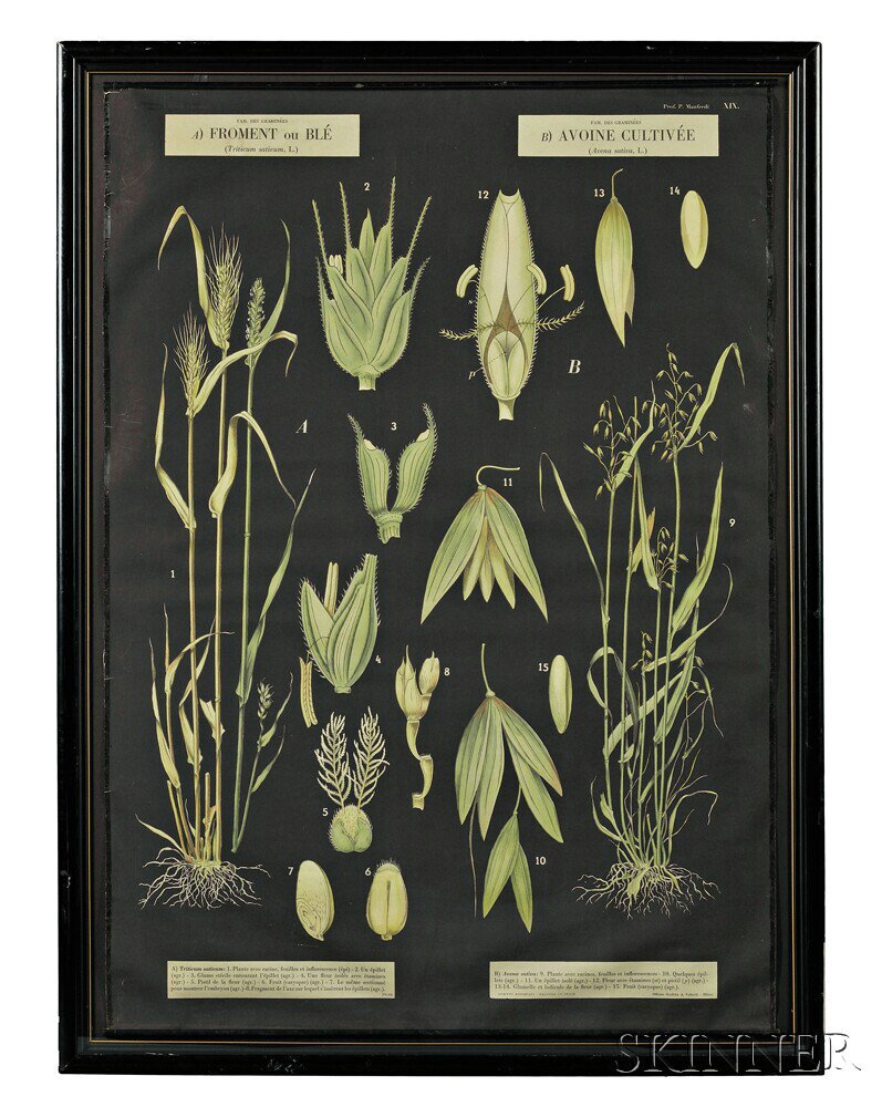 Appraisal: Botanical Illustrations Two Large Posters Milan Officine Grafiche Antonio Vallardi