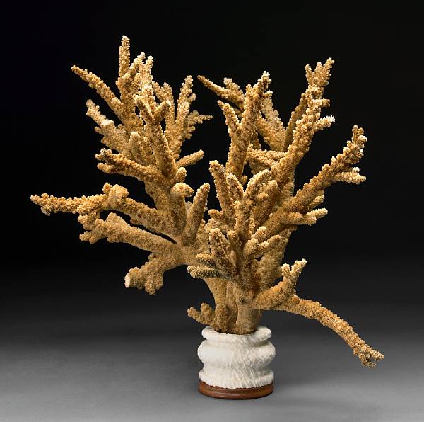 Appraisal: Natural Brown Color Staghorn Coral on Base Acropora nobilis Solomon