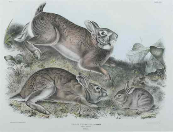 Appraisal: AFTER JOHN JAMES AUDUBON American - GREY RABBIT NATURAL SIZE