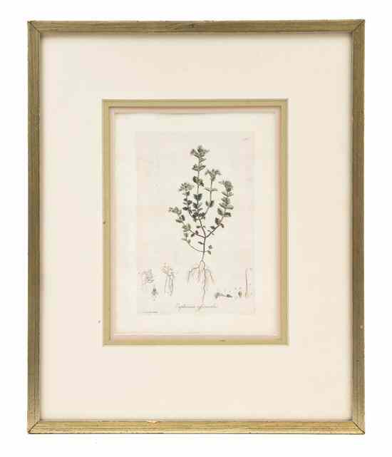 Appraisal: A Pair of Botanical Prints Sowerby depicting Euphrasia officinalis and