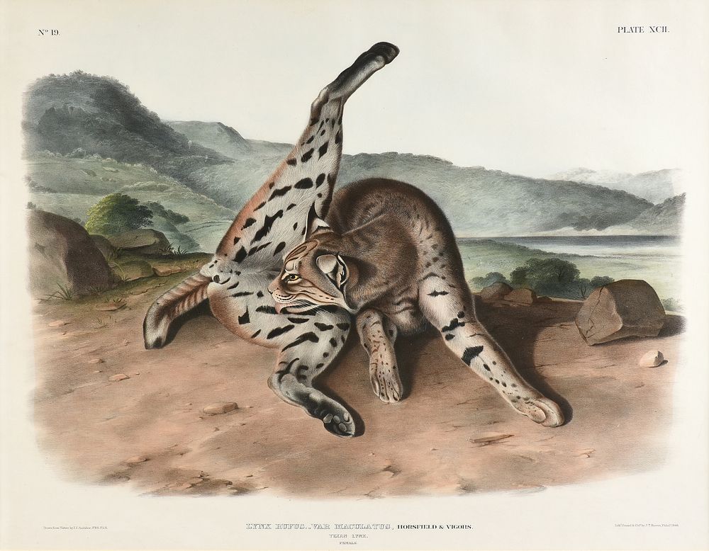 Appraisal: JOHN JAMES AUDUBON American - A LITHOGRAPH Lynx Rufus Var