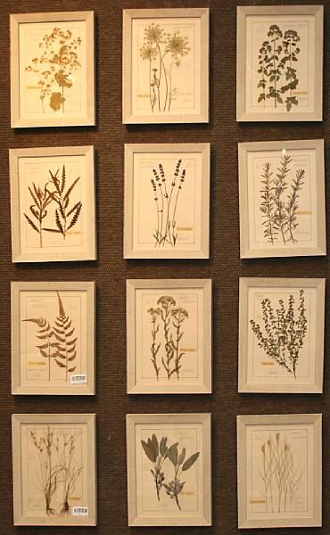 Appraisal: A set of twelve framed botanicals