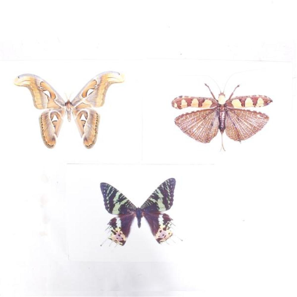 Appraisal: MICHAEL BOWMAN AMERICAN - MOTH GRASSHOPPER BUTTERFLY THREE PHOTOGRAPHIC LITHOGRAPHS